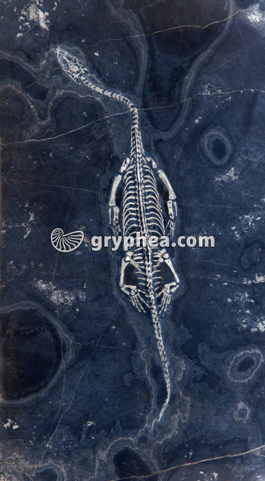 Keichosaurus hui, Chine (image négative) - gryphea.org